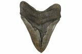 Fossil Megalodon Tooth - Coffee Brown & Sharp Serrations #200803-2